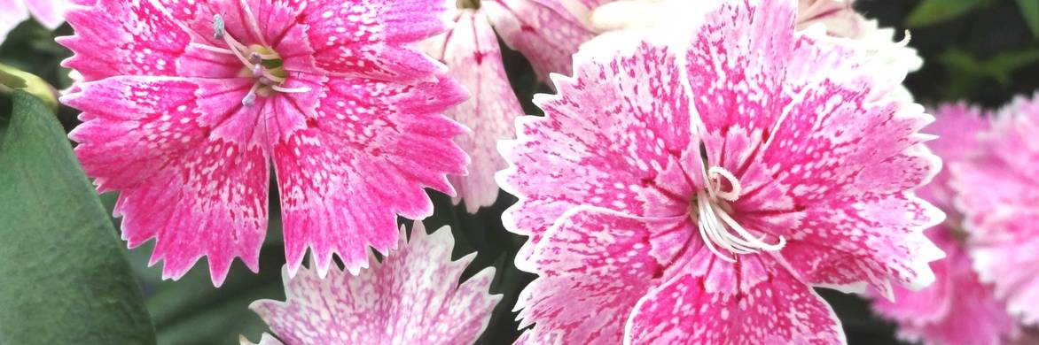 Taking cuttings and sowing carnations