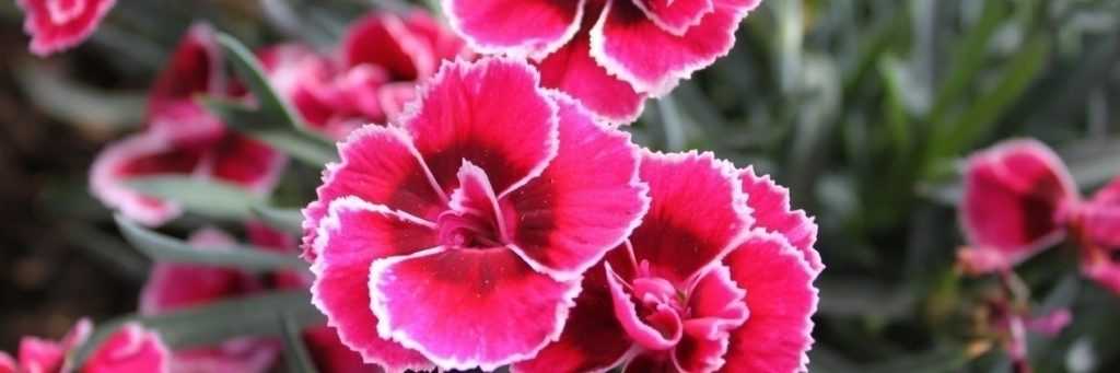 How to plant carnations properly?