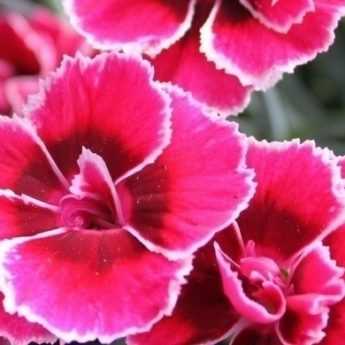 How to plant carnations properly?