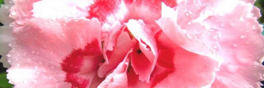 Carnations: which are the most fragrant?