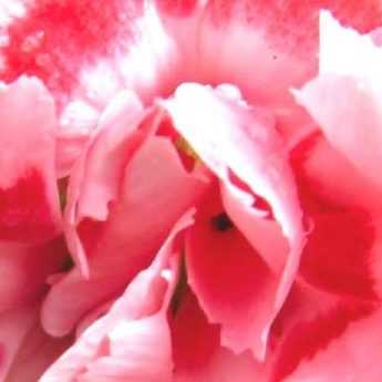 Carnations: which are the most fragrant?