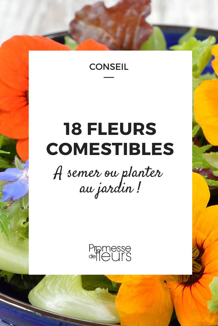 **18 Edible Flowers to Discover**
In addition to being beautiful, **flowers** can also be delicious! Discover our selection of **edible flowers** to enhance your dishes and desserts. From the classic **violets** to the more exotic **hibiscus**, there is a wide variety of **flowers** that can be used in cooking. Let yourself be tempted by the delicate taste of **rose petals** or the slightly spicy touch of **nasturtiums**. Whether you want to decorate a salad, infuse a syrup, or create floral ice cubes, **edible flowers** will bring a touch of originality and refinement to your culinary creations. Explore our range of **edible flowers** and let your creativity blossom in the kitchen!