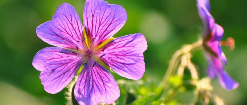 How to plant perennial geraniums
