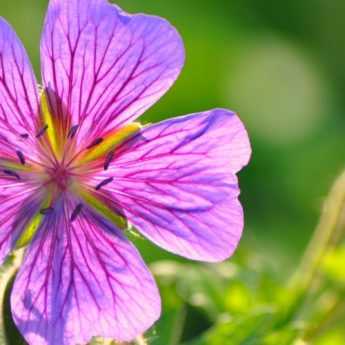 How to plant perennial geraniums