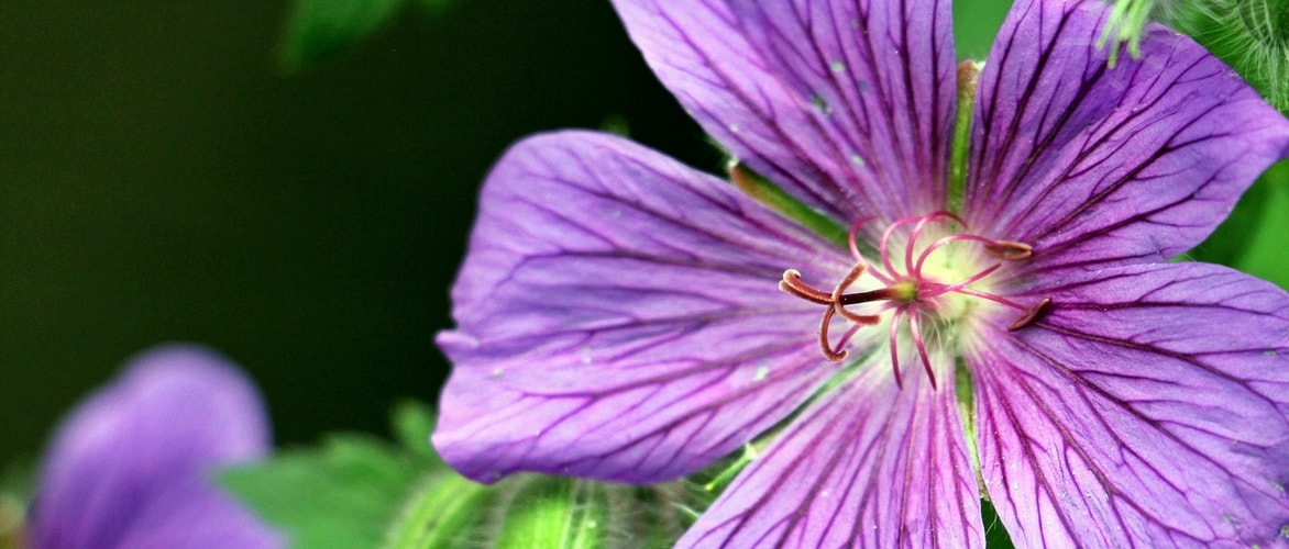 Perennial Geraniums: Planting, Growing and Caring