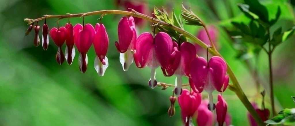 Bleeding Heart or Dicentra spectabilis: Planting Success Guide