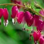Coeur de Marie or *Dicentra spectabilis*: succeed in its planting