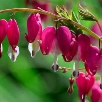 Bleeding Heart or Dicentra spectabilis: Planting Success Guide