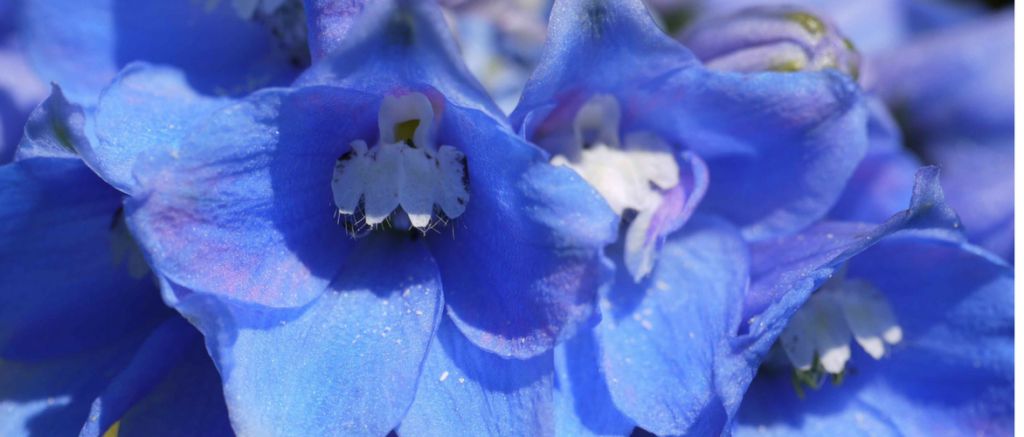 Delphinium, Larkspur: 8 Ideas for Companion Planting