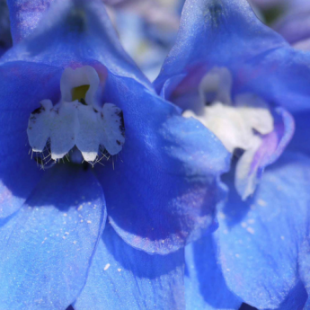 Delphinium, Larkspur: 8 Ideas for Companion Planting