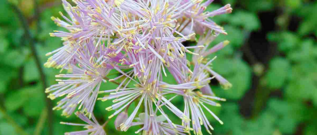 Thalictrum, Meadow Rue: 8 Beautiful Planting Combinations