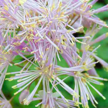 Thalictrum, Meadow Rue: 8 Beautiful Planting Combinations