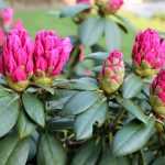Which rhododendron to choose?
