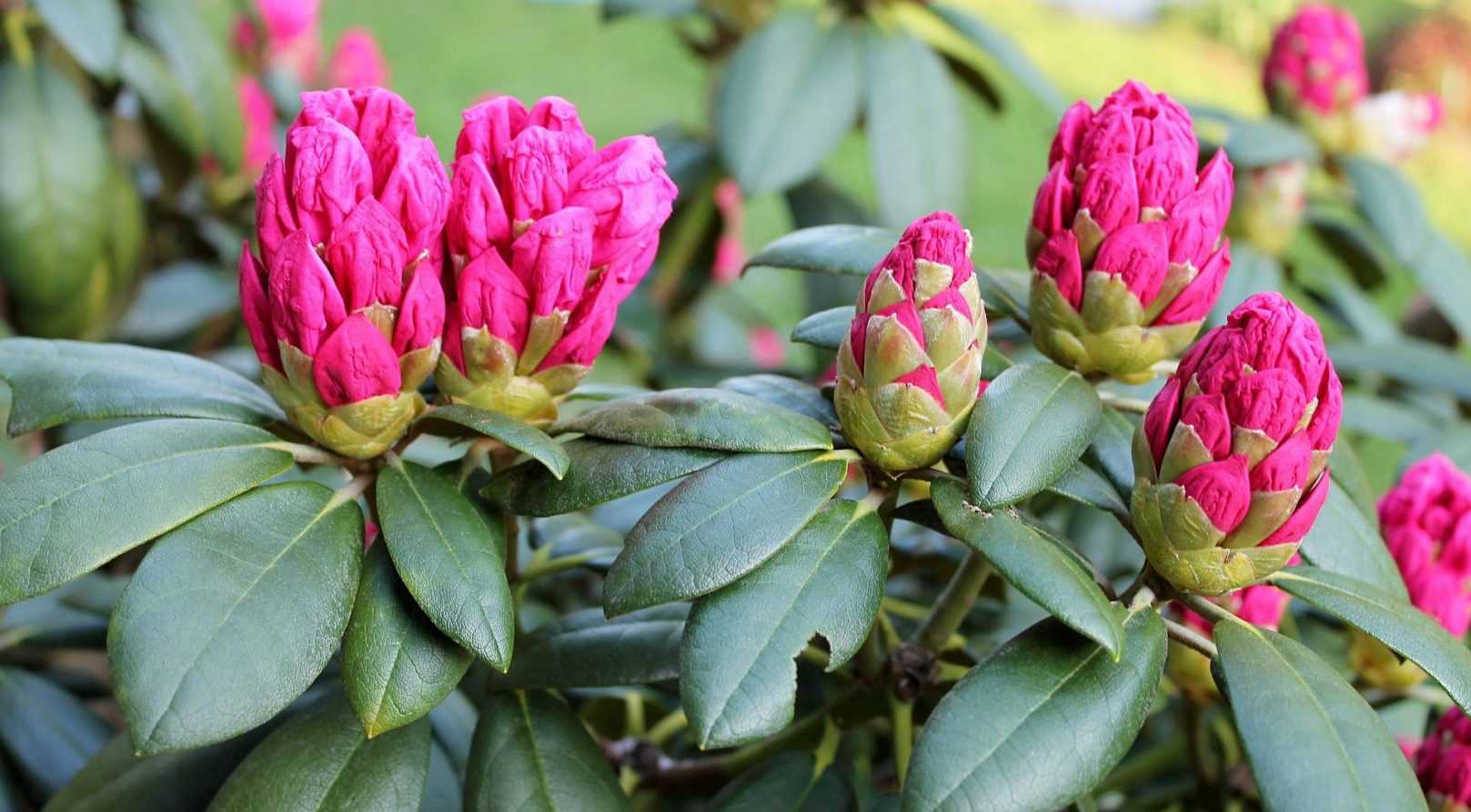 Which rhododendron to choose?
