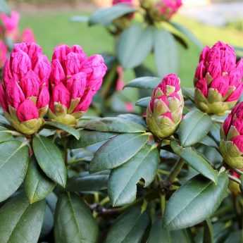 Which rhododendron to choose?