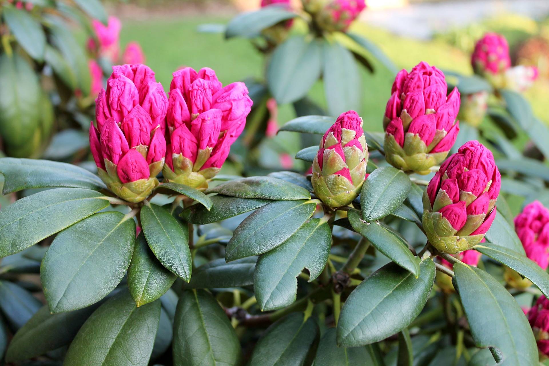 Which rhododendron to choose?