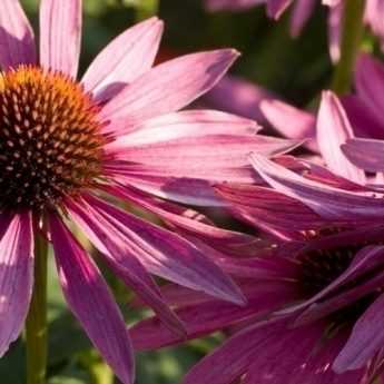 How to Divide and Replant Echinaceas or Rudbeckias