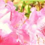 Rhododendron : pruning, diseases and maintenance