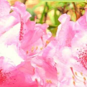 Rhododendron : pruning, diseases and maintenance