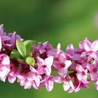 Daphne: How to Care for It?