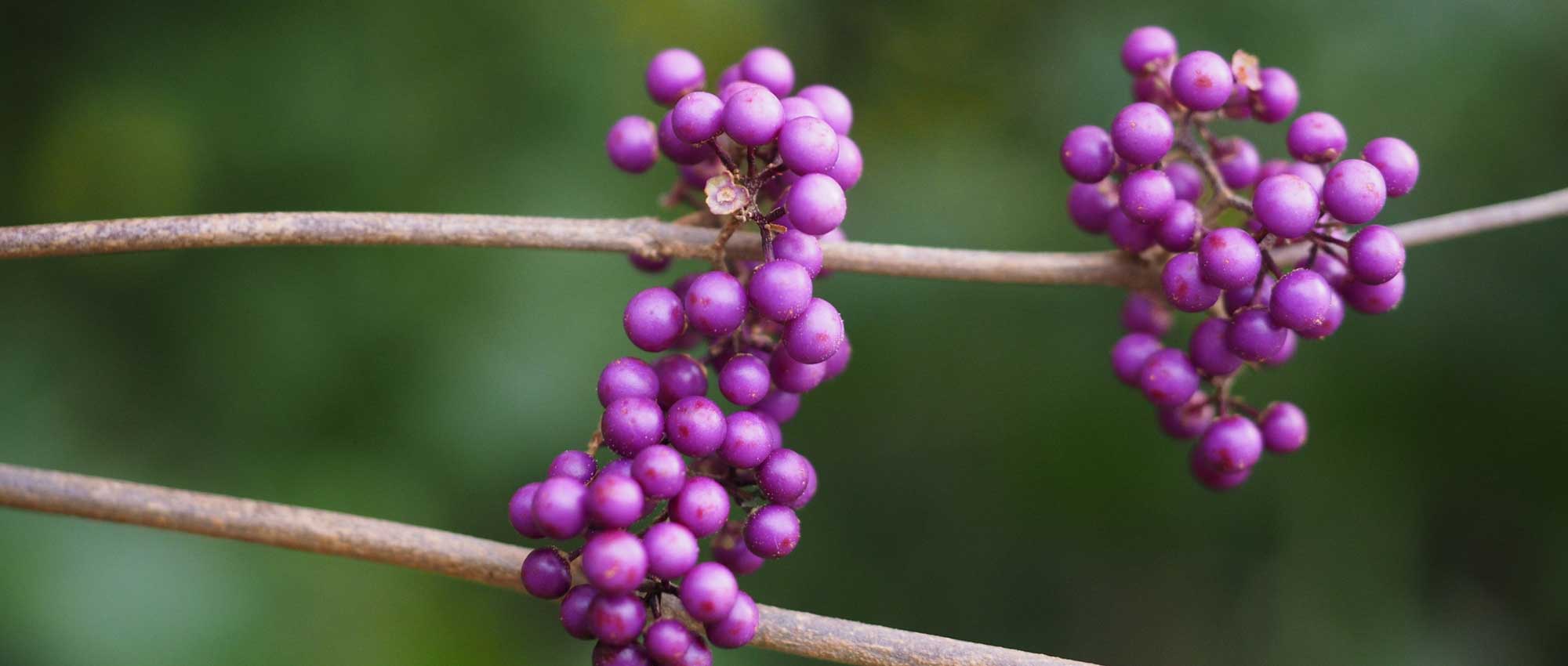 Callicarpa : To plant, to grow and to maintain