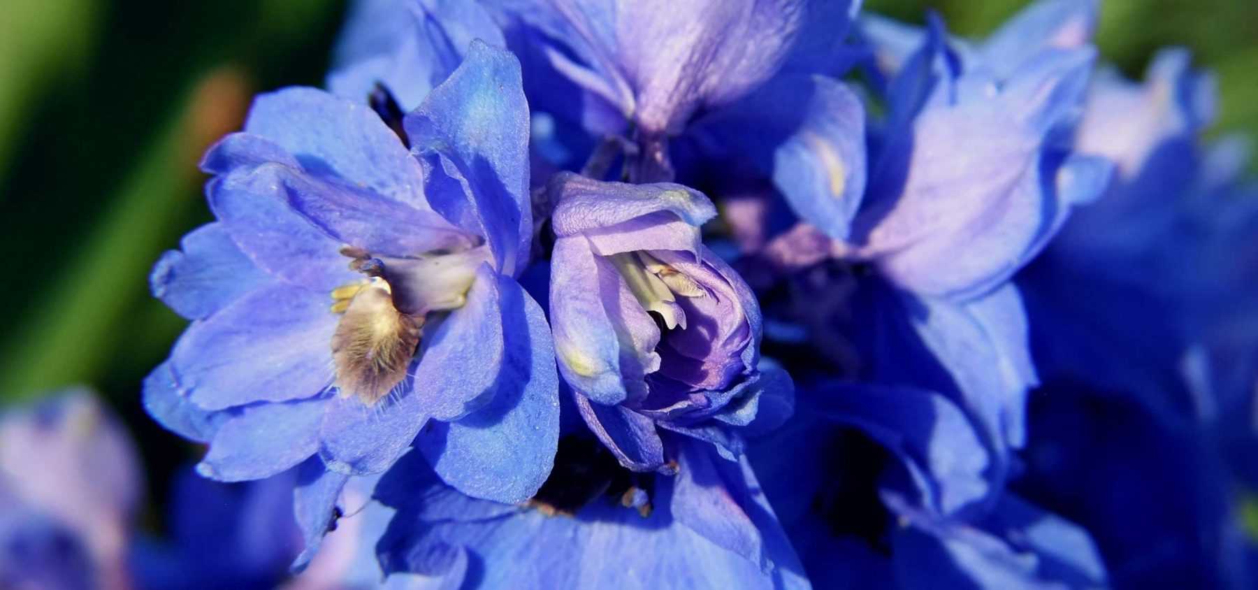 Planting and Succeeding with Delphiniums
