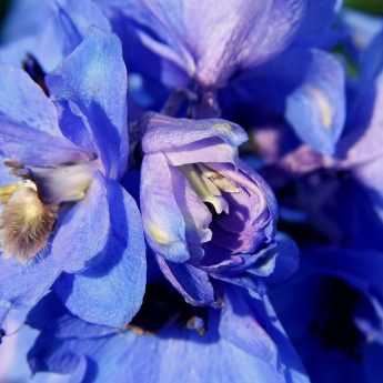 Planting and Succeeding with Delphiniums
