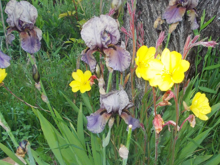 The modern iris, a prolific perennial but not so easy.