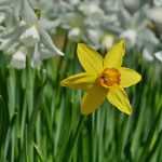 Which daffodil or jonquil to choose?