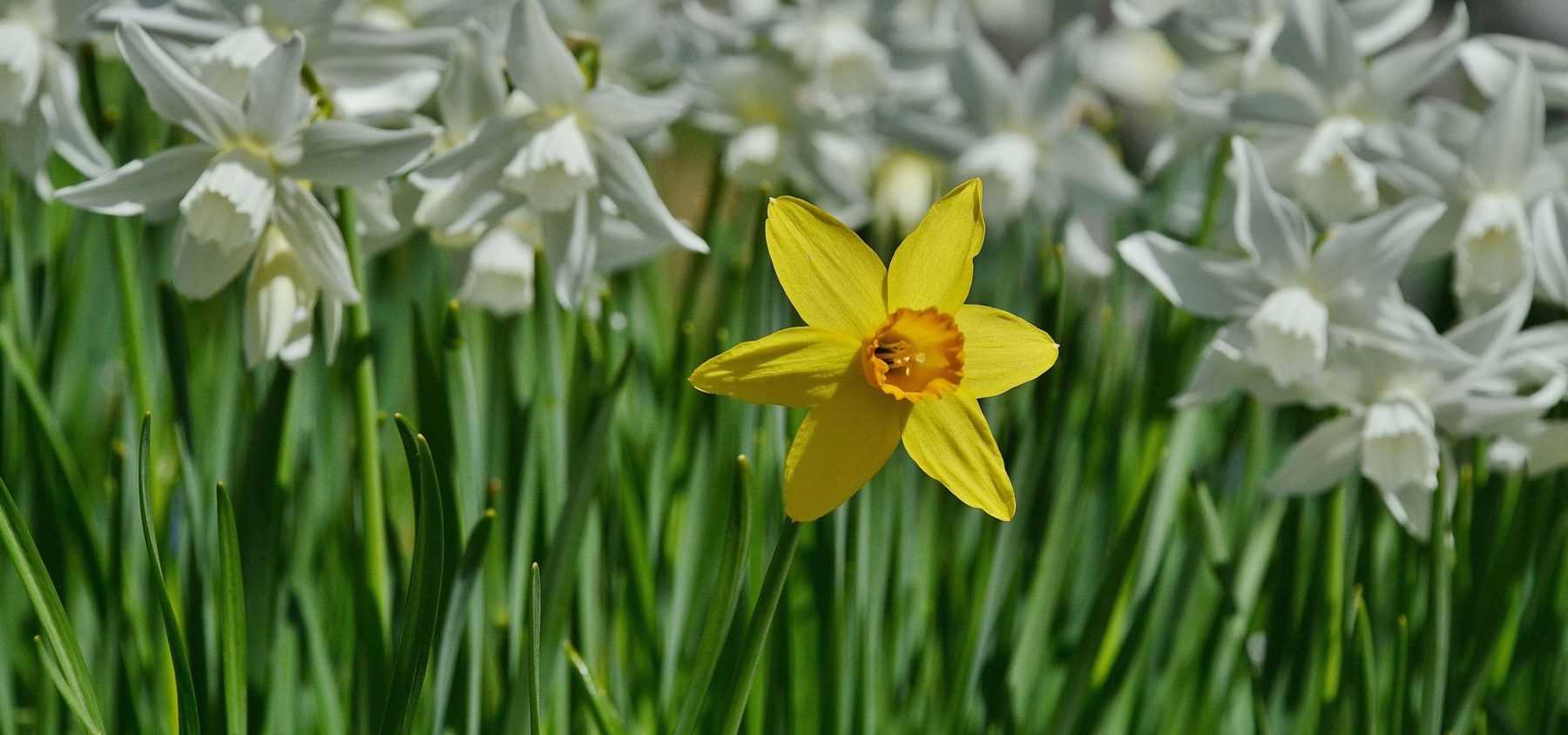 Which daffodil or jonquil to choose?