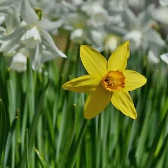 Which daffodil or jonquil to choose?