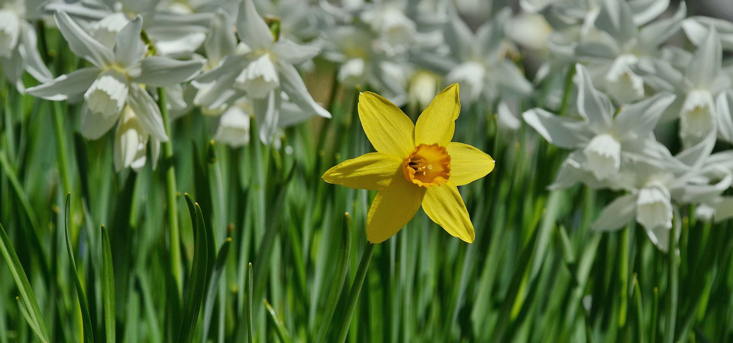 Which daffodil or jonquil to choose?