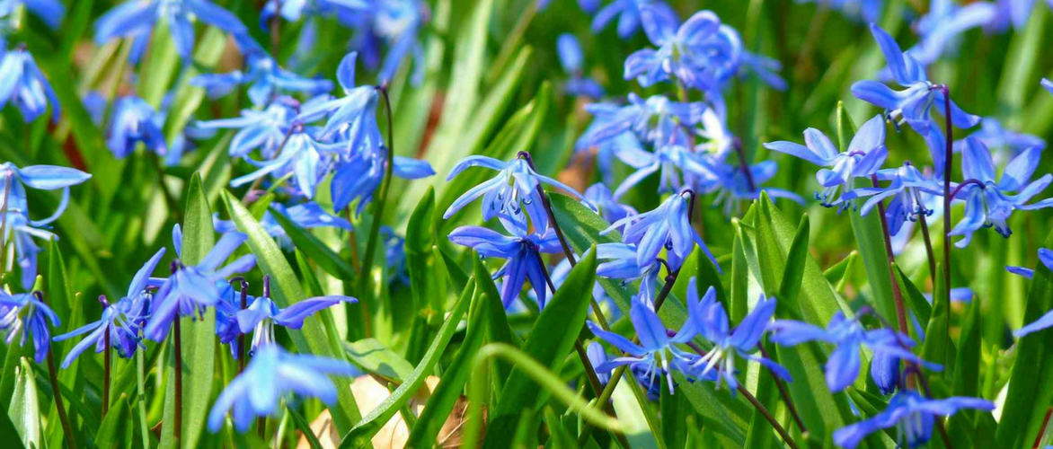 Squill: Planting, Growing and Care