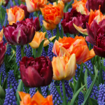 Muscari: 8 beautiful pairing ideas