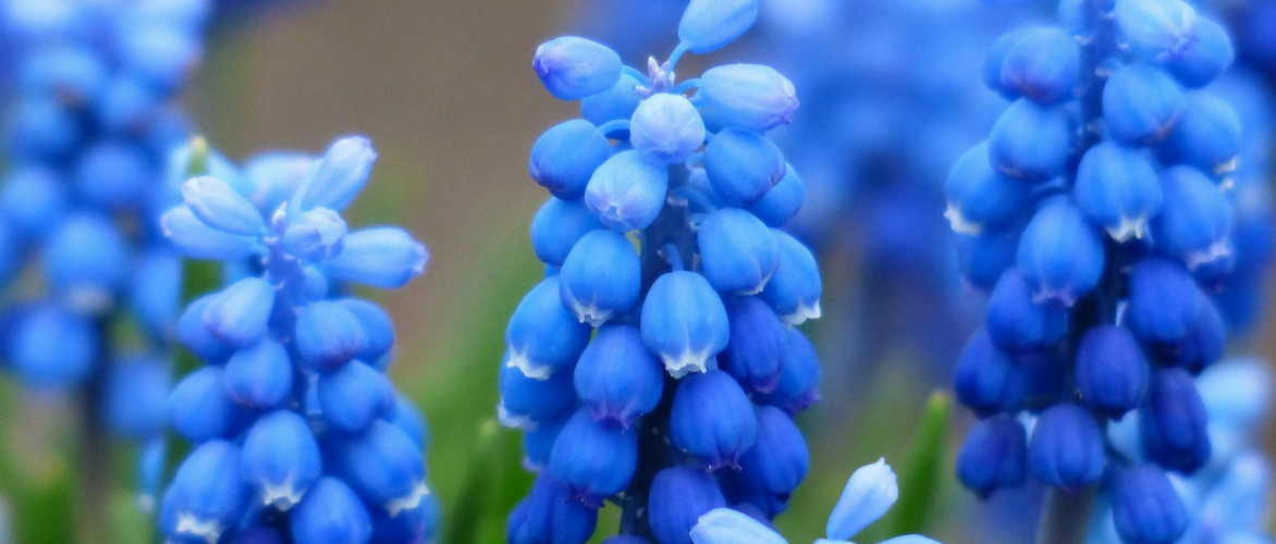 Muscari: Planting, Growing Advice and Care