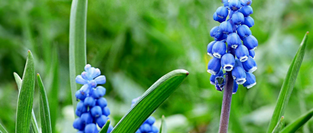 Muscari: How to Plant Successfully
