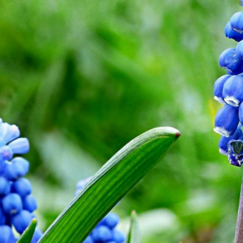 Muscari: How to Plant Successfully
