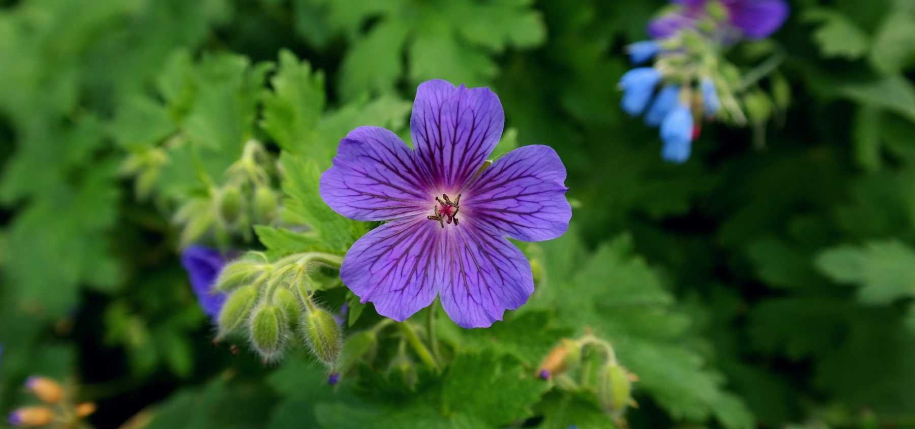 Perennial Geraniums: How to Divide Them?