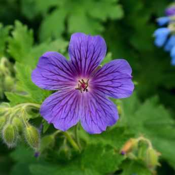 Perennial Geraniums: How to Divide Them?