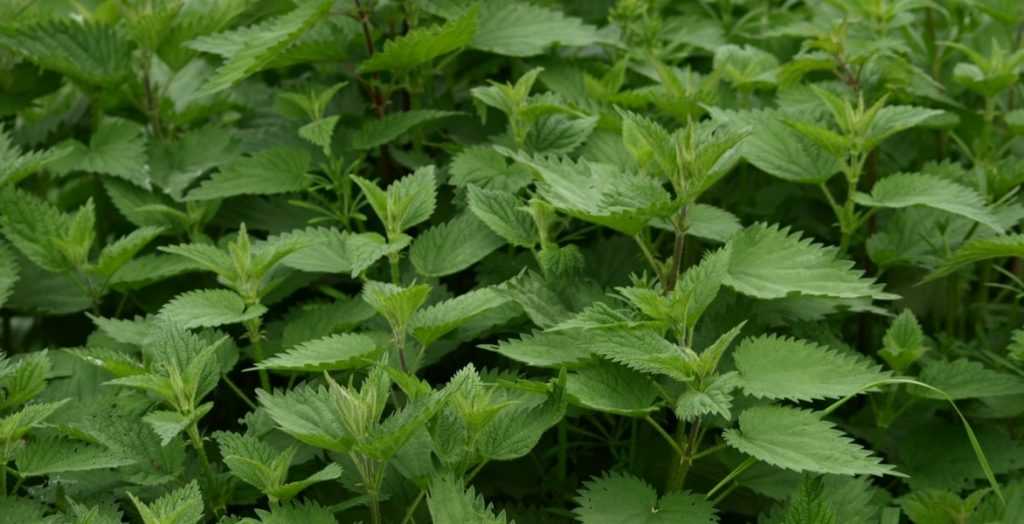 How to Make Nettle Fertiliser - Tutorial