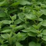 How to Make Nettle Fertiliser - Tutorial