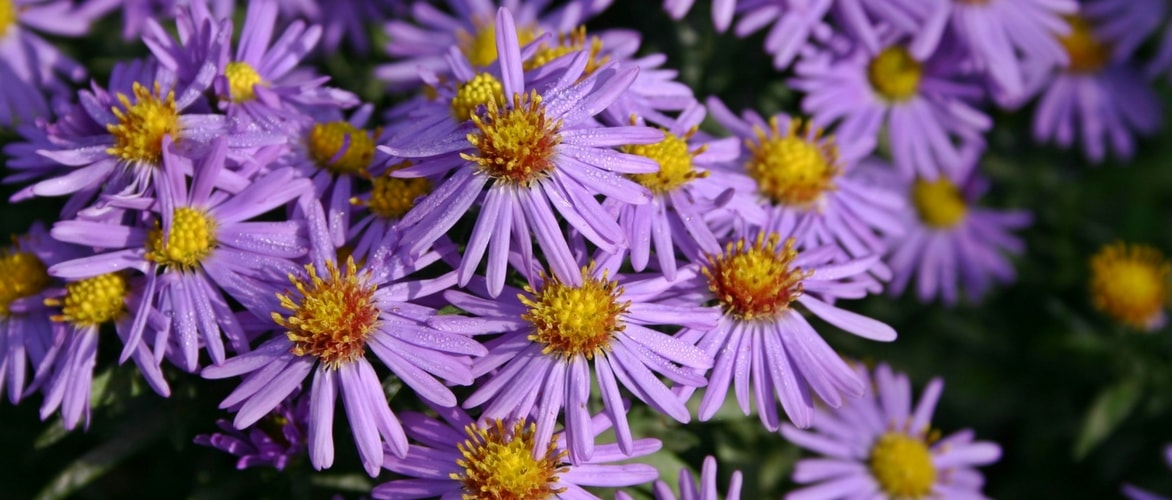 Asters : to grow, to cultivate and to maintain