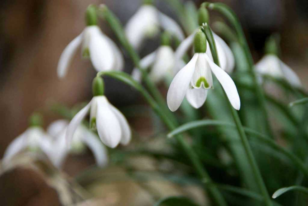 Snowdrop, Galanthus nivalis: planting and care