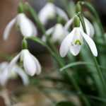 Snowdrop, *Galanthus nivalis*: planting and care