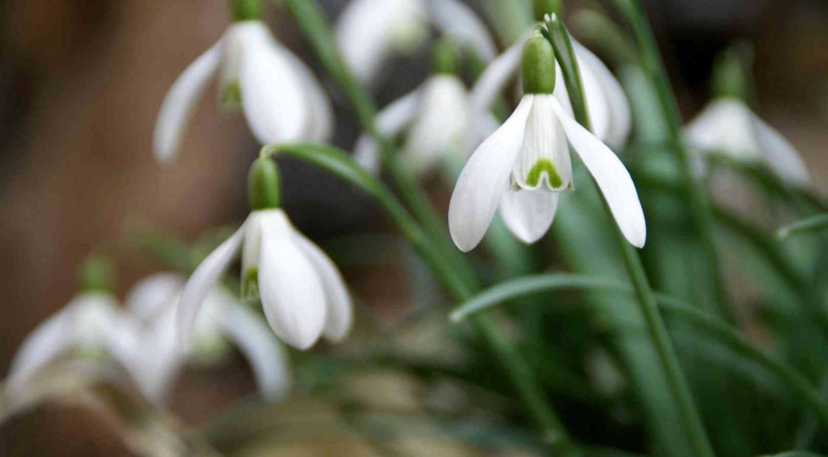 Snowdrop, Galanthus nivalis: planting and care