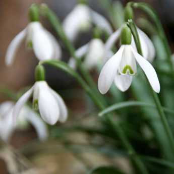 Snowdrop, Galanthus nivalis: planting and care