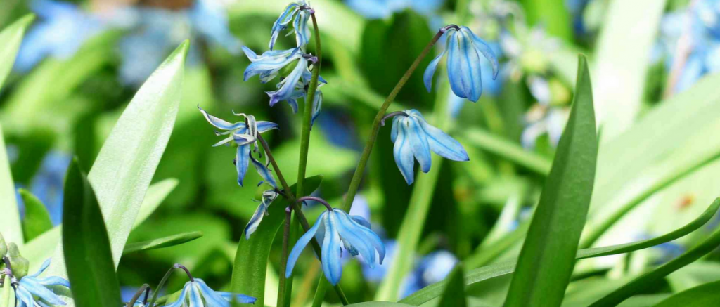 Squill, Scilla: Planting and Care