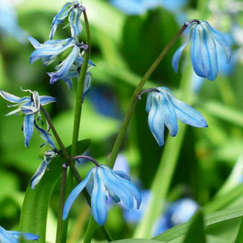 Squill, Scilla: Planting and Care