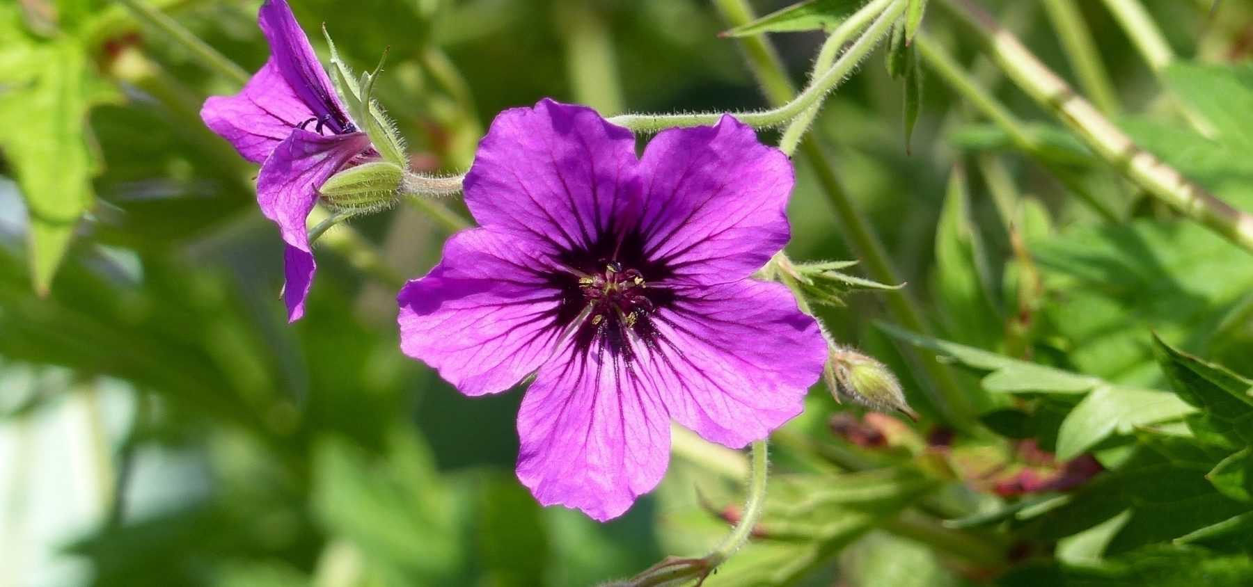 Long-flowering perennial geraniums