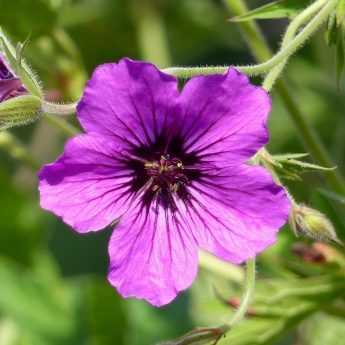 Long-flowering perennial geraniums